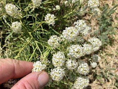 Lepidium alyssoides, photographed by CK2AZ