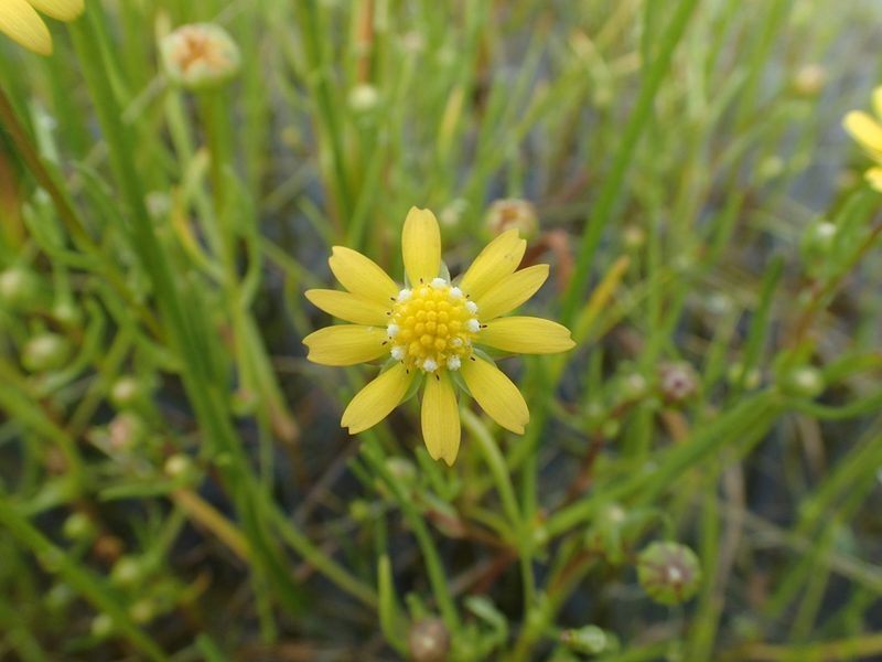 Blennosperma bakeri, photographed by Scott Yarger