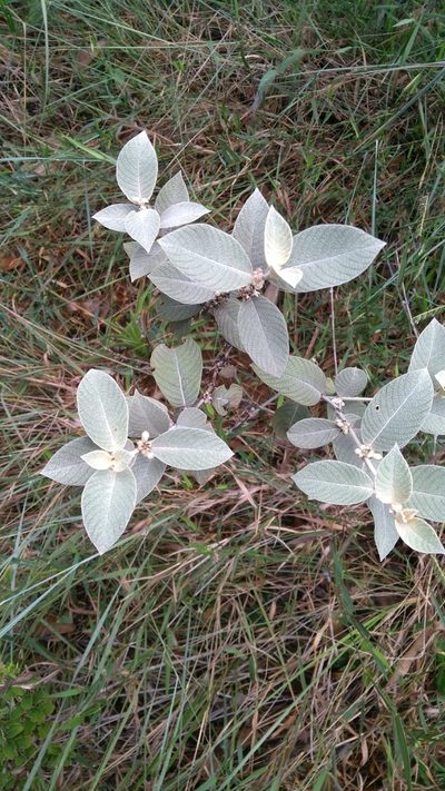 Sabicea brasiliensis, photographed by Leonardo Bergamini