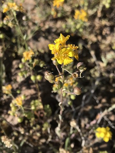 Physaria tenella, photographed by Emily Chebul