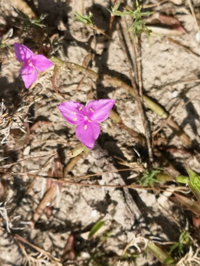 Callisia micrantha, photographed by José Francisco Colorado-Dapa
