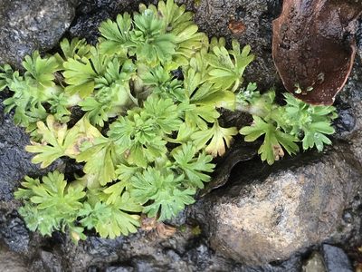 Alchemilla occidentalis, photographed by Aaron Liston