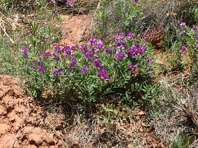 Lathyrus brachycalyx, photographed by Robbie Hannawacker