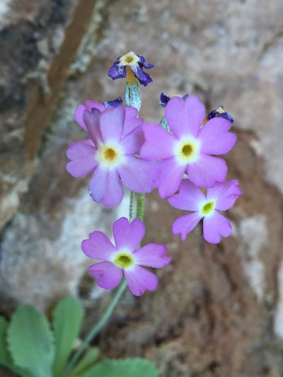 Primula specuicola, photographed by Robbie Hannawacker
