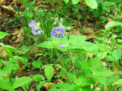 Geranium platyanthum, photographed by Repina Tatyana