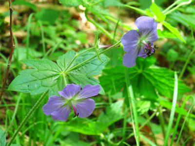 Geranium platyanthum, photographed by Repina Tatyana