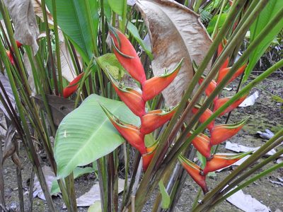 Heliconia bihai, photographed by sudomir