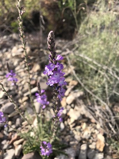 Verbena neomexicana, photographed by Kyle M. Simpson