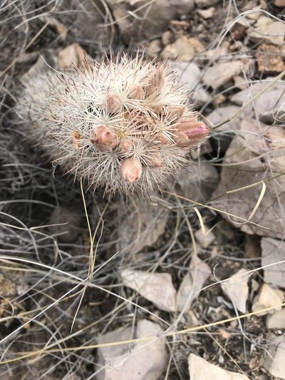 Pelecyphora sneedii, photographed by Kyle M. Simpson