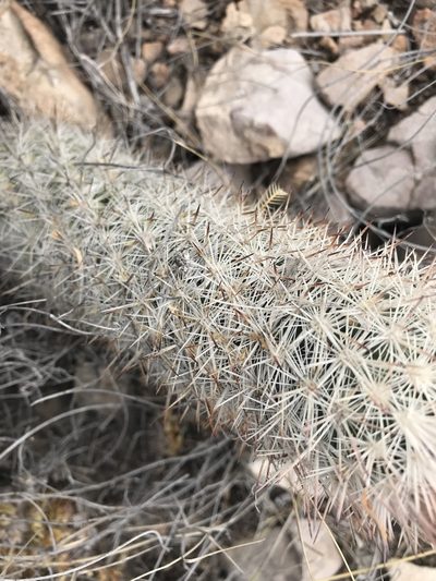 Pelecyphora sneedii, photographed by Kyle M. Simpson