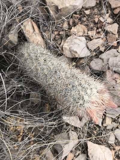 Pelecyphora sneedii, photographed by Kyle M. Simpson