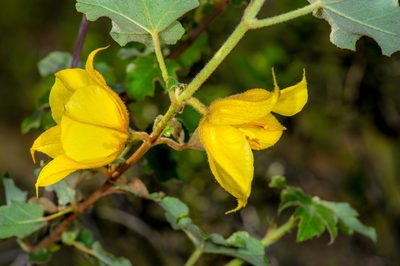 Fremontodendron mexicanum, photographed by Alan Rockefeller
