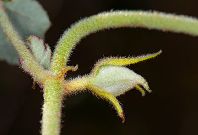 Fremontodendron mexicanum, photographed by Alan Rockefeller