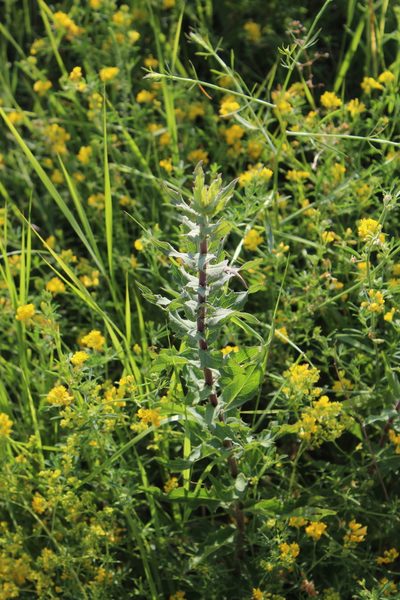 Hieracium robustum, photographed by Dmitriy Bochkov