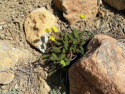 Potentilla tweedyi, photographed by John Brew