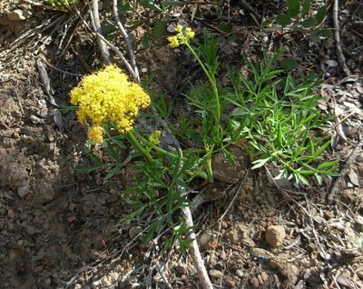 Lomatium brandegeei, photographed by John Brew