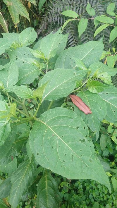 Tubocapsicum anomalum, photographed by Cheng-Te Hsu