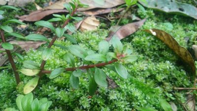 Sedum microsepalum, photographed by Cheng-Te Hsu
