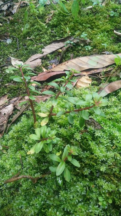 Sedum microsepalum, photographed by Cheng-Te Hsu