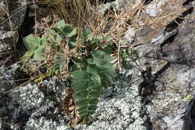 Gingidia grisea, photographed by John Barkla