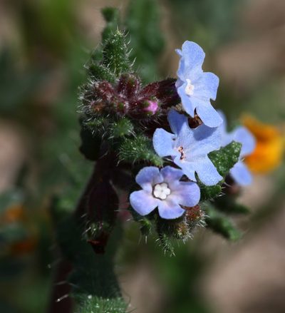 Anchusa crispa, photographed by Peter de Lange