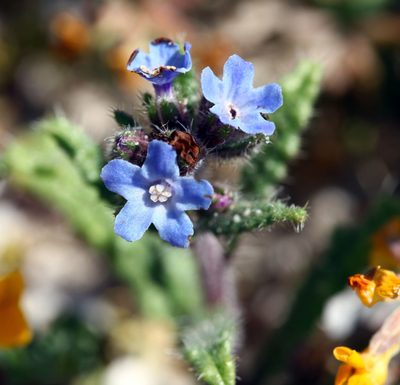 Anchusa crispa, photographed by Peter de Lange