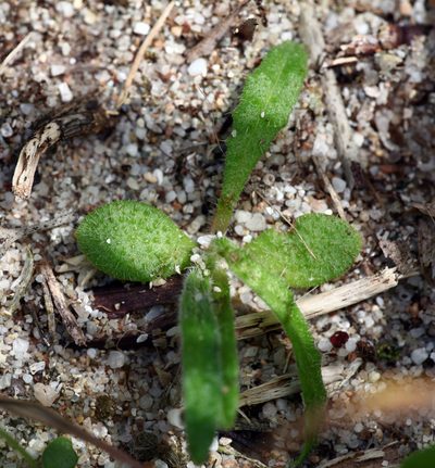 Anchusa crispa, photographed by Peter de Lange