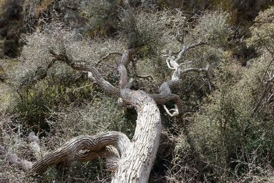 Olearia fimbriata, photographed by John Barkla