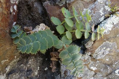 Gingidia grisea, photographed by John Barkla