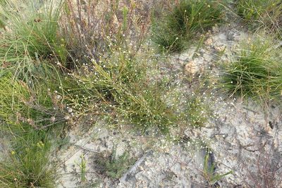 Phylica diffusa, photographed by Nicola van Berkel