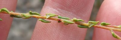 Phylica diffusa, photographed by Nicola van Berkel