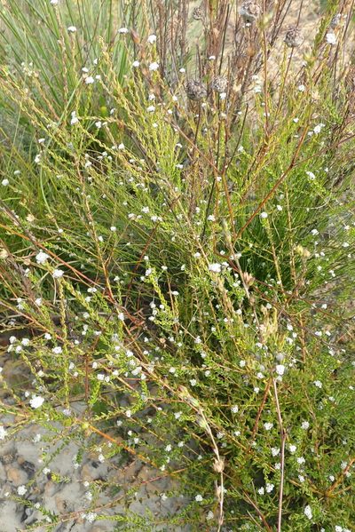 Phylica diffusa, photographed by Nicola van Berkel