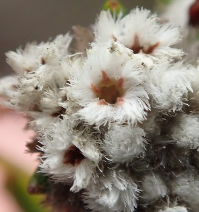 Phylica diffusa, photographed by Nicola van Berkel