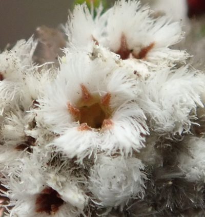 Phylica diffusa, photographed by Nicola van Berkel