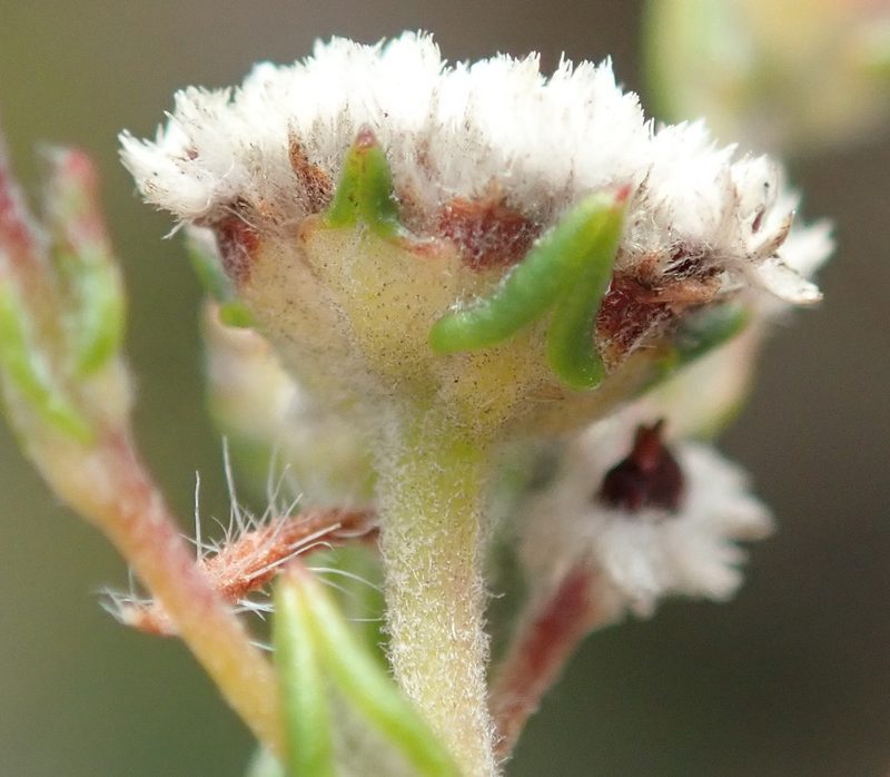 Phylica diffusa, photographed by Nicola van Berkel