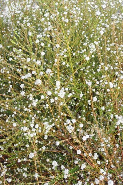 Phylica diffusa, photographed by Nicola van Berkel