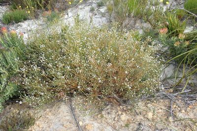Phylica diffusa, photographed by Nicola van Berkel
