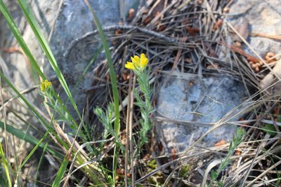 Genista hispanica, photographed by Fabien Piednoir