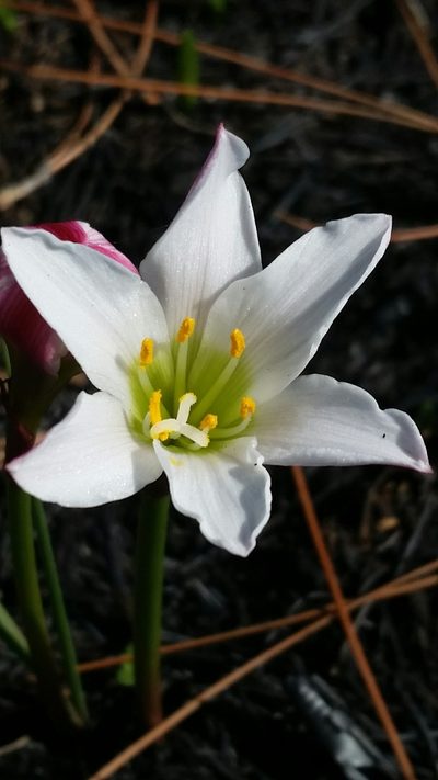Zephyranthes simpsonii, photographed by Jay Horn