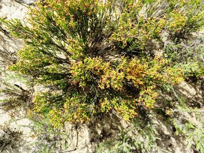 Erica maritima, photographed by linkie