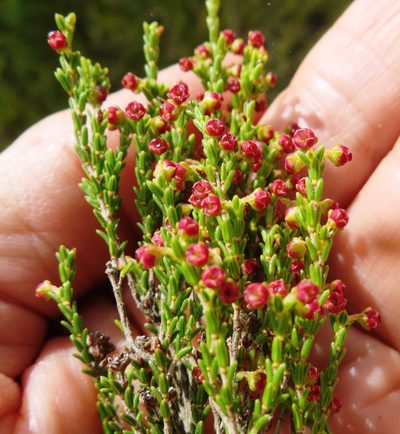 Erica maritima, photographed by linkie