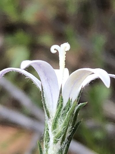 Wahlenbergia cinerea, photographed by Dave U