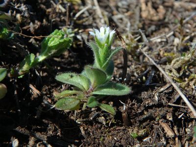 Cerastium pumilum, photographed by Daniel Cahen