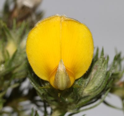 Aspalathus neglecta, photographed by Brian du Preez