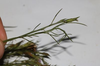 Psoralea gigantea, photographed by Brian du Preez