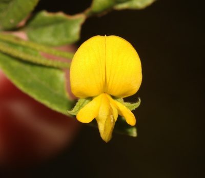 Rhynchosia capensis, photographed by Brian du Preez