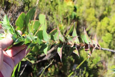 Cliffortia denticulata, photographed by Brian du Preez
