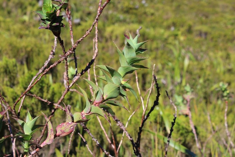 Cliffortia denticulata, photographed by Brian du Preez