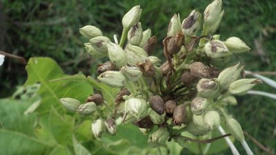 Nicotiana sylvestris, photographed by Shaun Swanepoel