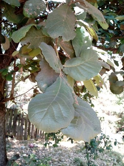 Quercus obtusata, photographed by Juan Antonino Sandoval